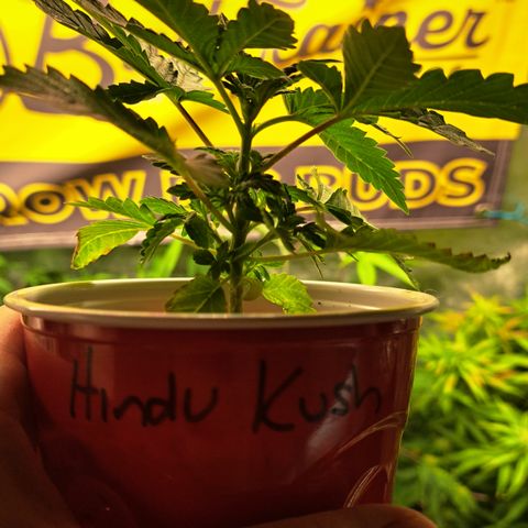 Hindu Kush -divine seeds growlog timeline photo