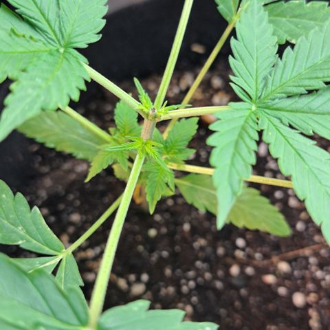 Northern Lights auto growlog timeline photo