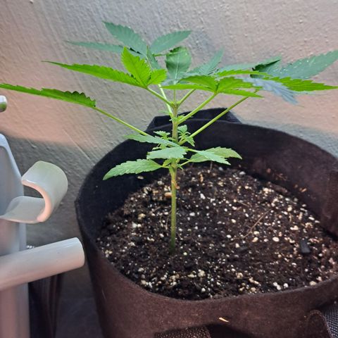 Northern Lights auto growlog timeline photo