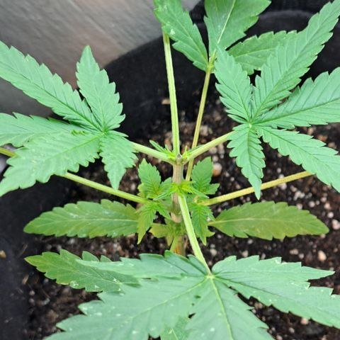 Northern Lights auto growlog timeline photo