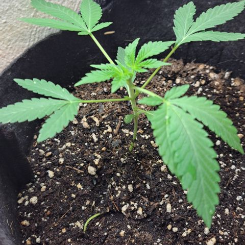 Kabul auto - Divine Seeds growlog timeline photo