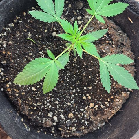 Kabul auto - Divine Seeds growlog timeline photo