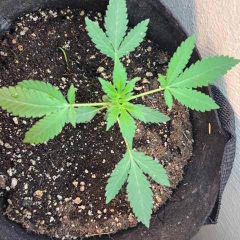 Kabul auto - Divine Seeds growlog timeline photo