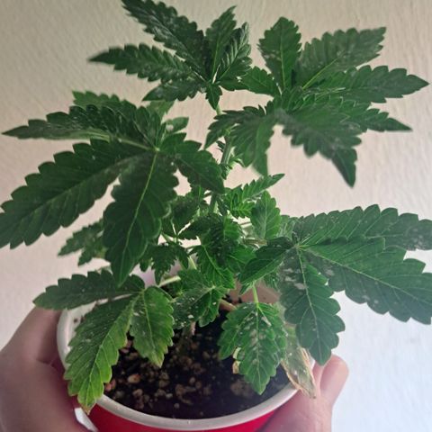 Hindu Kush -divine seeds growlog timeline photo