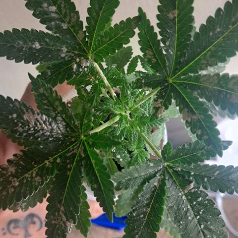 Candy growlog timeline photo