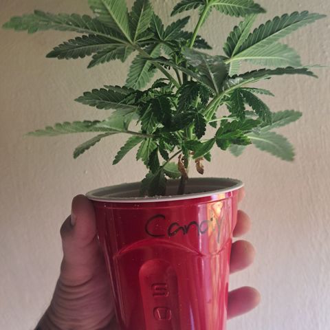 Candy growlog timeline photo