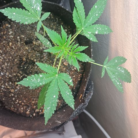 Kabul auto - Divine Seeds growlog timeline photo