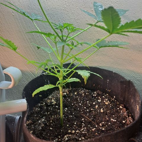Northern Lights auto growlog timeline photo