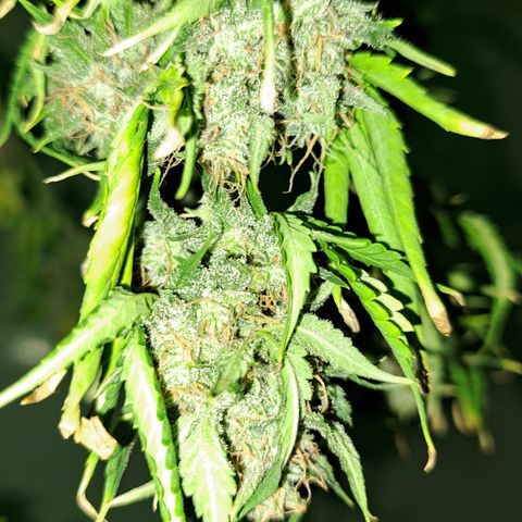 Blueberry Kush auto by Nirvana  growlog timeline photo