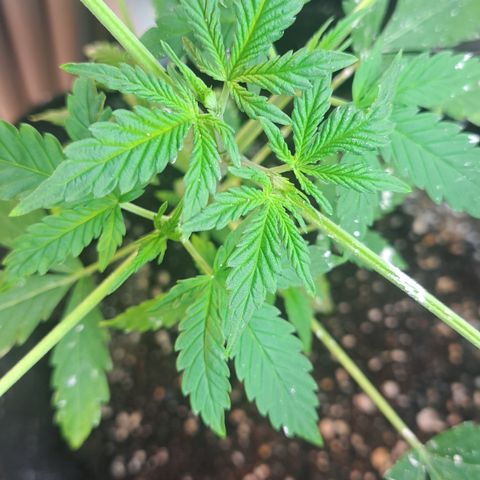 Northern Lights auto growlog timeline photo