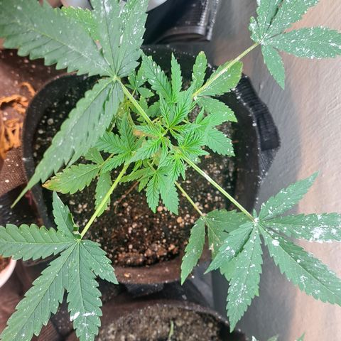 Northern Lights auto growlog timeline photo