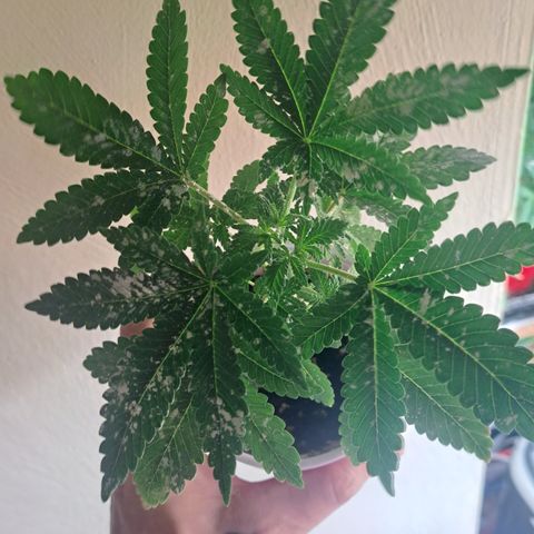 Candy growlog timeline photo
