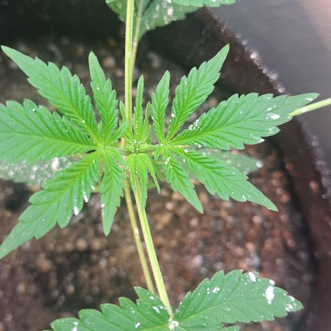 Kabul auto - Divine Seeds growlog timeline photo