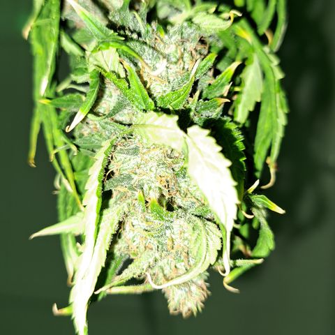 Blueberry Kush auto by Nirvana  growlog timeline photo