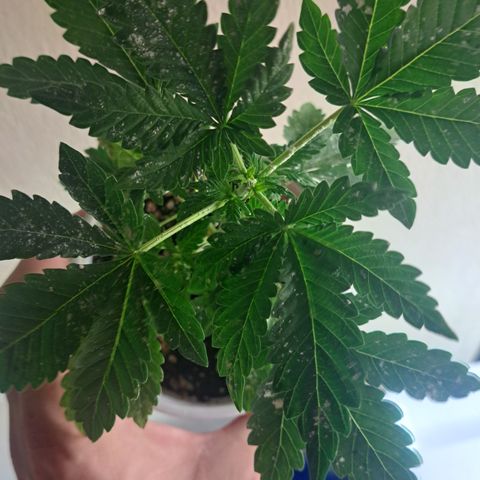 Hindu Kush -divine seeds growlog timeline photo