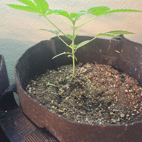 Kabul auto - Divine Seeds growlog timeline photo