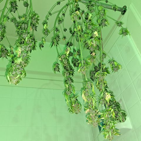Blueberry Kush auto by Nirvana  growlog timeline photo