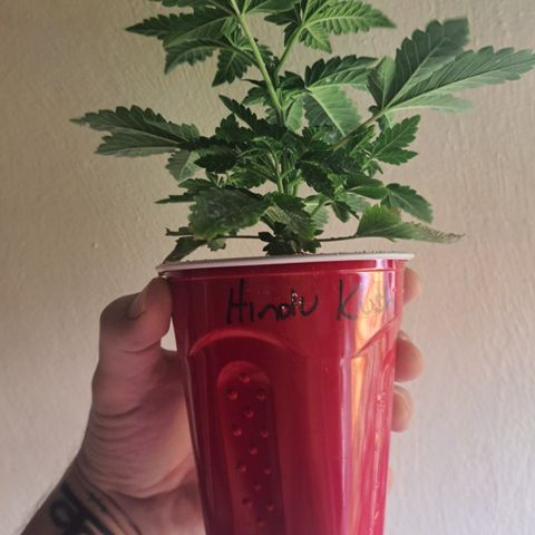 Hindu Kush -divine seeds growlog timeline photo