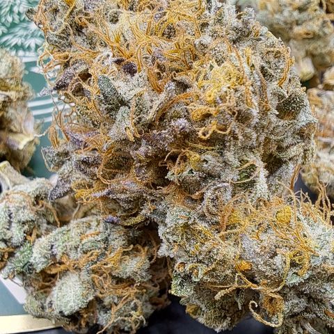 Mean Dawg by TreeOfLifeGardens  growlog timeline photo