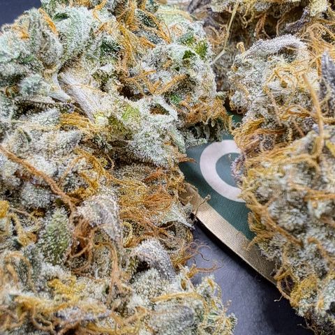 Mean Dawg by TreeOfLifeGardens  growlog timeline photo