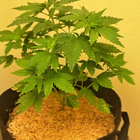 Hindu Kush -divine seeds growlog timeline photo