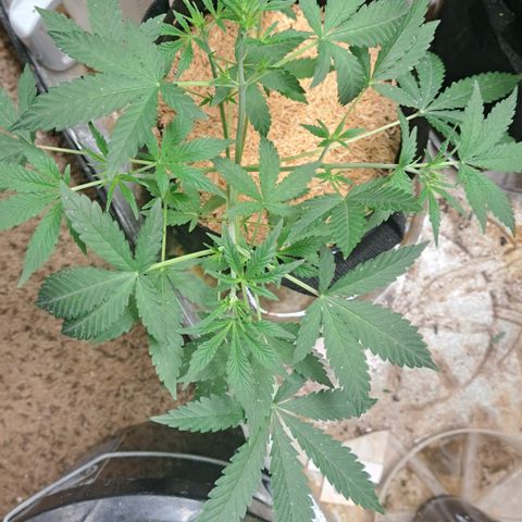 Kabul auto - Divine Seeds growlog timeline photo