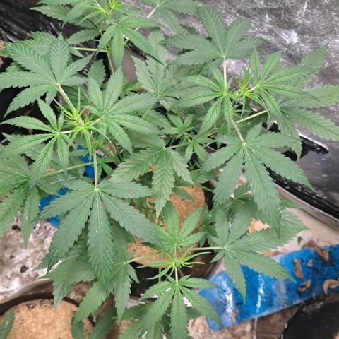 Northern Lights auto growlog timeline photo