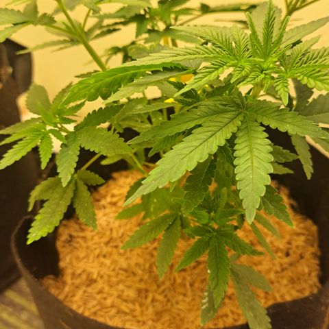 Candy growlog timeline photo