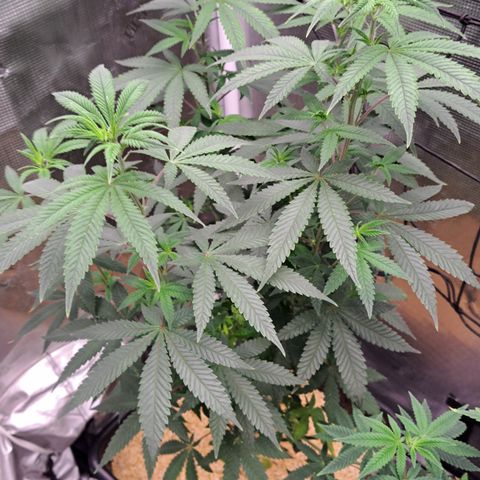 Shishkaberry  growlog timeline photo