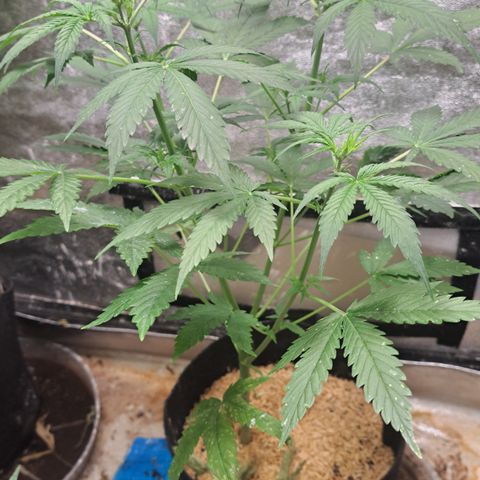 Northern Lights auto growlog timeline photo