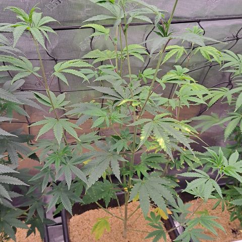 Unicorn Daddy by wellgrownseeds  growlog timeline photo