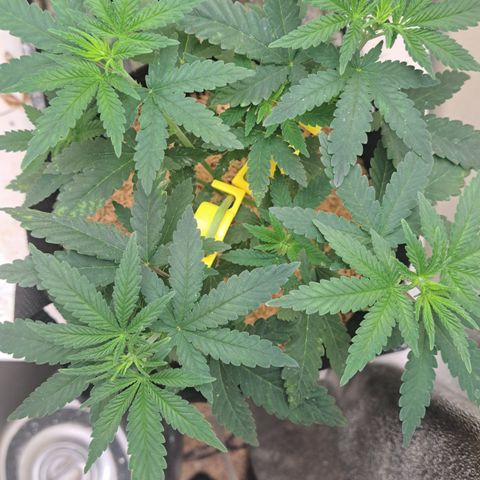 Candy growlog timeline photo