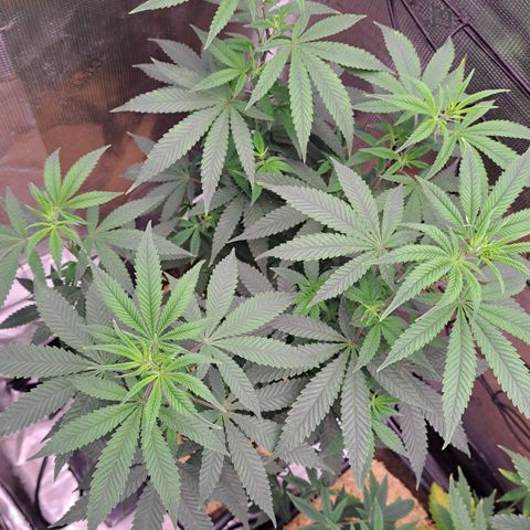 Shishkaberry  growlog timeline photo