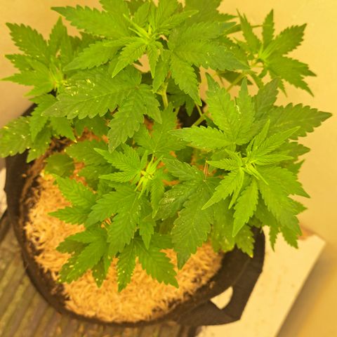 Hindu Kush -divine seeds growlog timeline photo