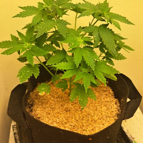 Hindu Kush -divine seeds growlog timeline photo