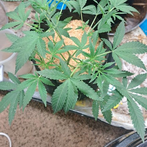 Kabul auto - Divine Seeds growlog timeline photo