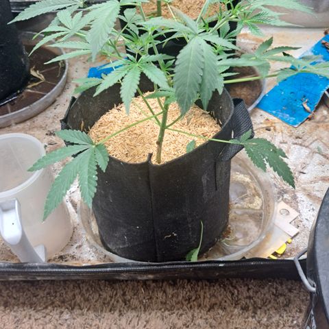 Kabul auto - Divine Seeds growlog timeline photo