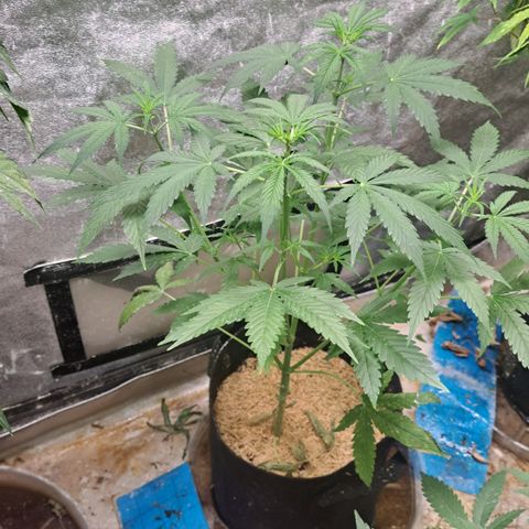 Northern Lights auto growlog timeline photo