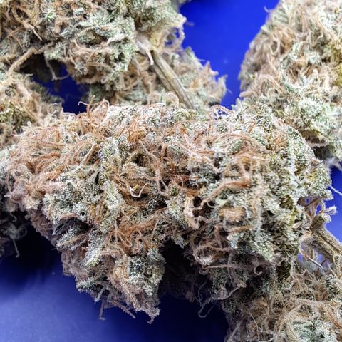 Mutiny (pheno #4) growlog timeline photo