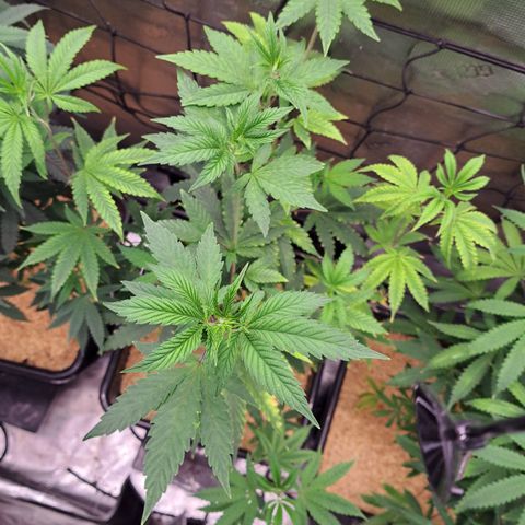 Unicorn Daddy by wellgrownseeds  growlog timeline photo