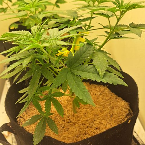Candy growlog timeline photo