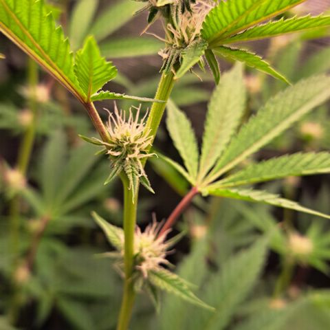 Unicorn Daddy by wellgrownseeds  growlog timeline photo