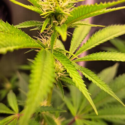 Shishkaberry  growlog timeline photo