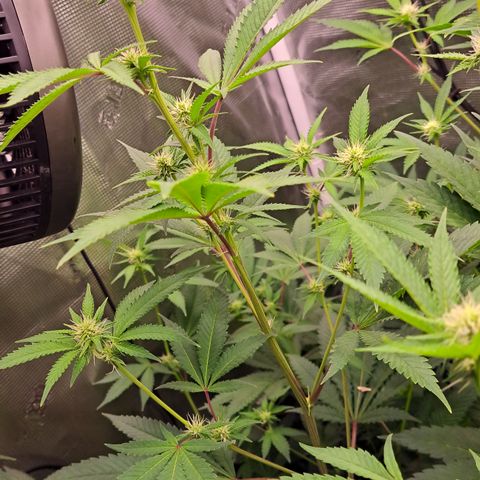 Shishkaberry  growlog timeline photo