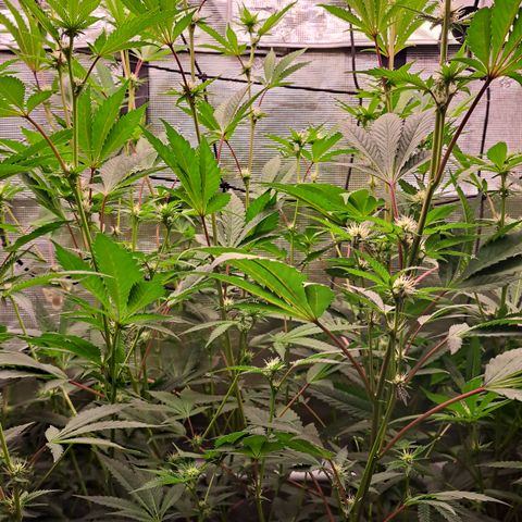 Unicorn Daddy by wellgrownseeds  growlog timeline photo