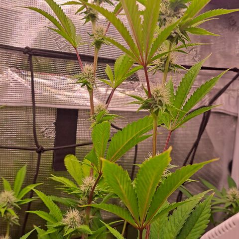 Unicorn Daddy by wellgrownseeds  growlog timeline photo