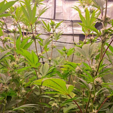 Unicorn Daddy by wellgrownseeds  growlog timeline photo