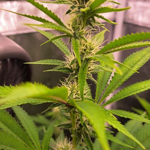 Shishkaberry  growlog timeline photo