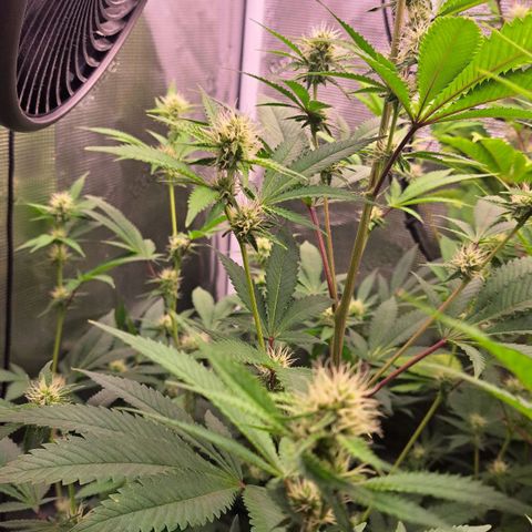 Shishkaberry  growlog timeline photo
