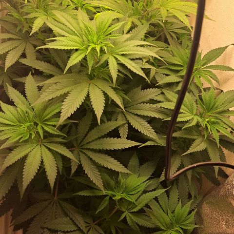 Hindu Kush -divine seeds growlog timeline photo